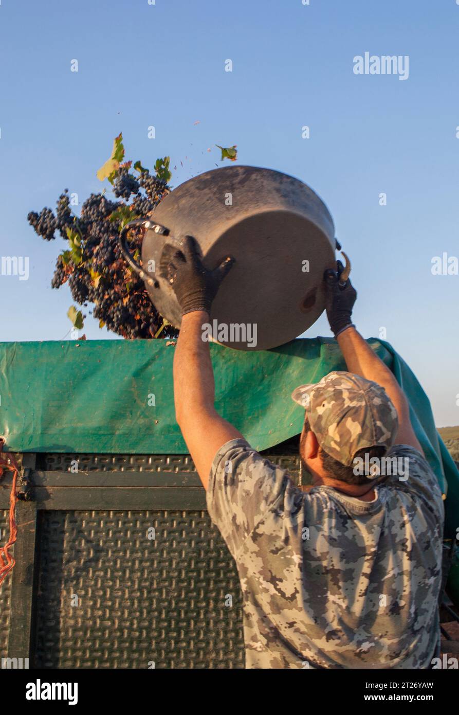 Laborer unloading his  bucket into the trailer. Grape harvest season scene Stock Photo