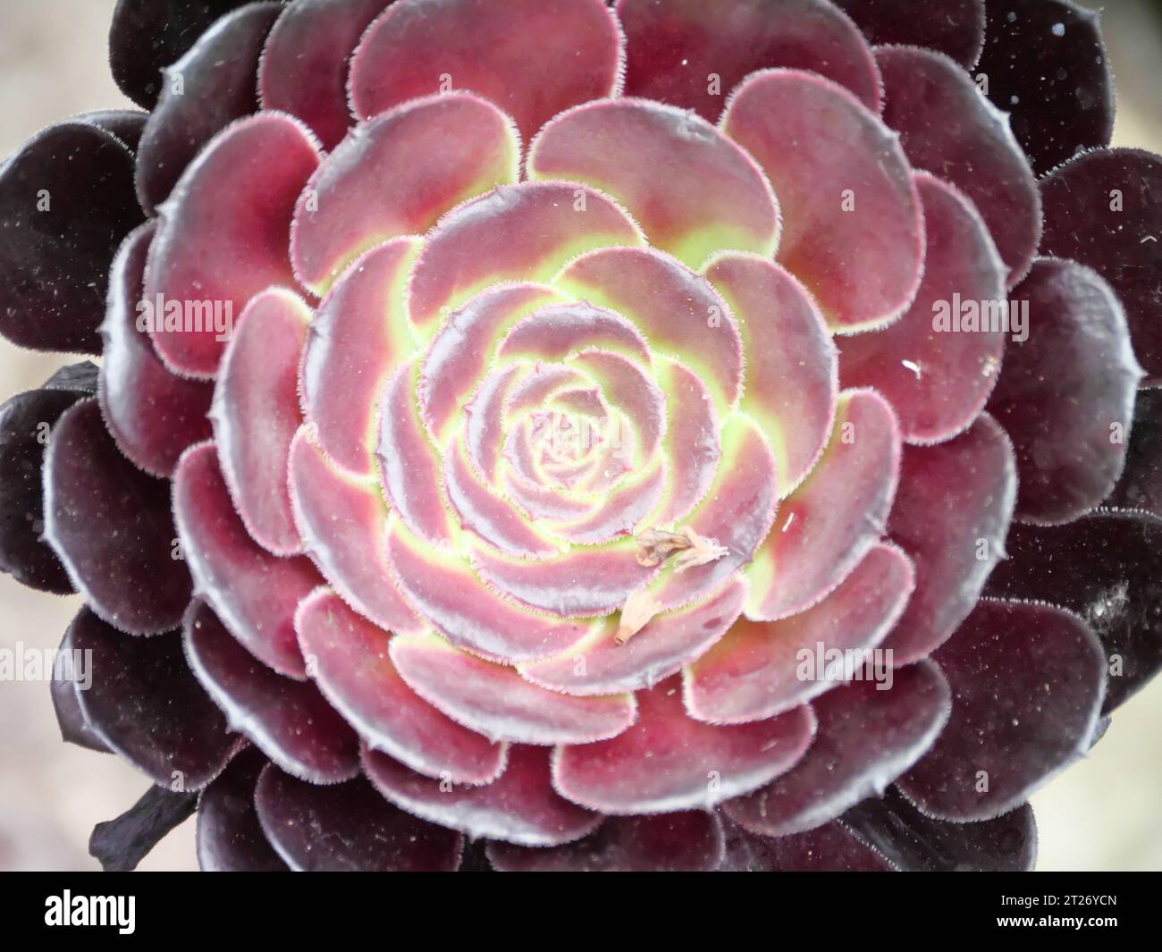 Closeup view of the rosette of an Aeonium with red leaves in Eden Project, Bodelva, St Austell, Cornwall, England Stock Photo