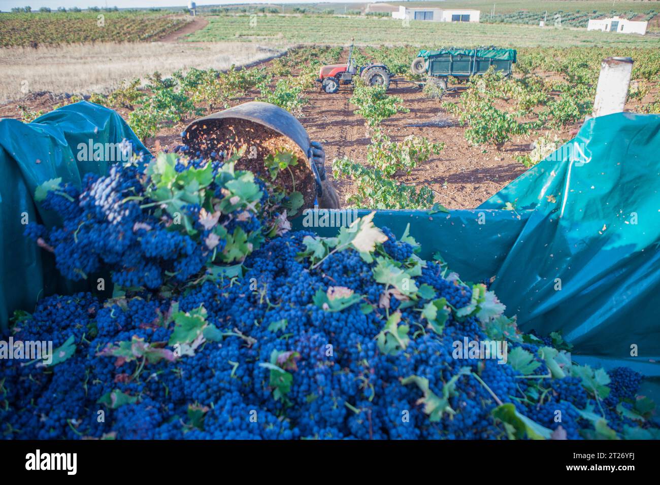 Laborer unloading his  bucket into the trailer. Grape harvest season scene Stock Photo