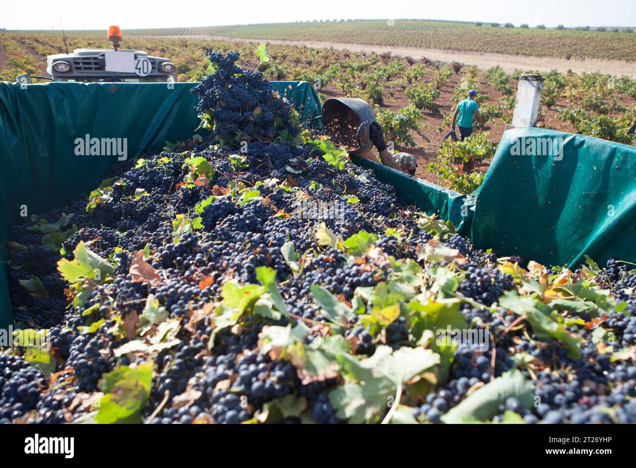 Laborer unloading his bucket into the trailer. Grape harvest season scene Stock Photo