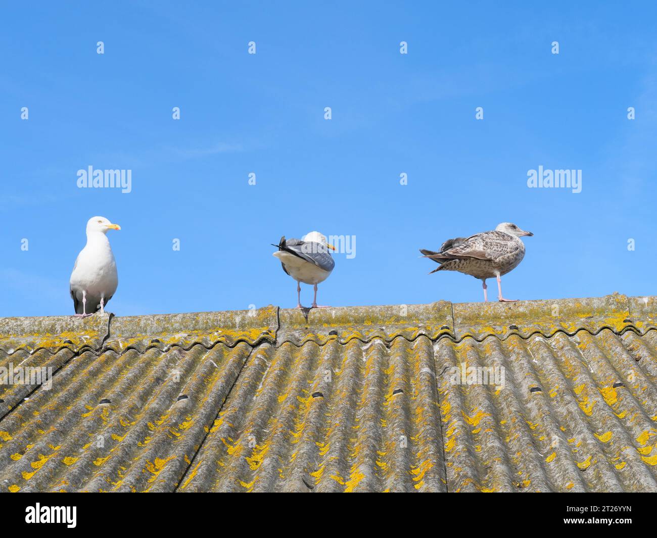 A seagull sitting on a roof made of corrugated asbestos at Lizard Point in Cornwall England Stock Photo