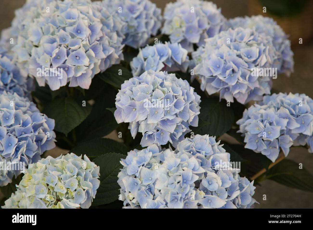 A closeup of a beautiful blue hydrangea macrophylla flower, showing its delicate petals and clusters of tiny florets. It is also known as bigleaf hydr Stock Photo