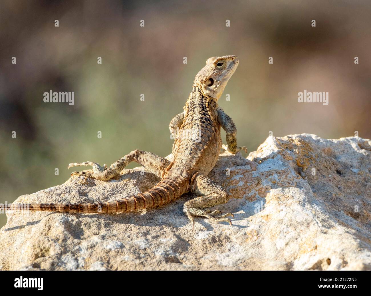 Cyprus Rock Agama, (Stellagama stellio cypriaca) alert, on a rock,  Paphos Cyprus. Stock Photo