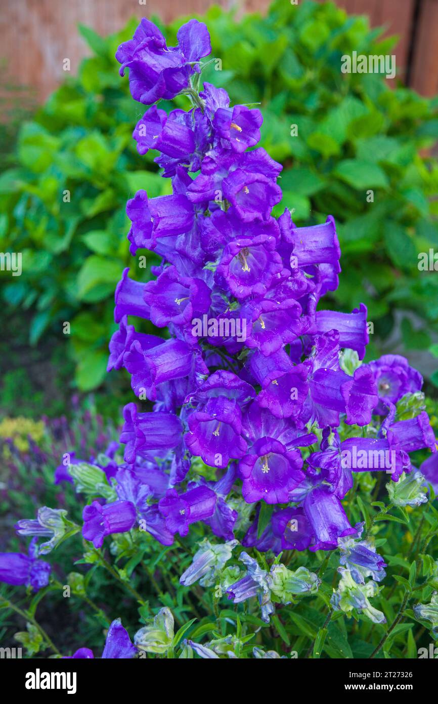 Canterbury Bells ( Campanula medium)  purple flowers in a garden border in Stockton,England,UK Stock Photo