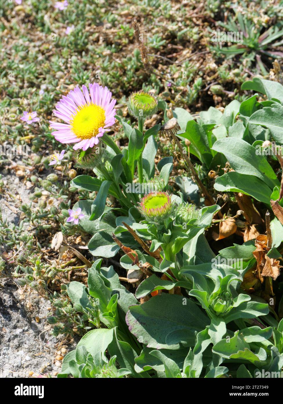 Erigeron glaucus a low-growing, spreading perennial with blue-grey leaves and striking, lavender pink, semi-double, daisy like flower Stock Photo