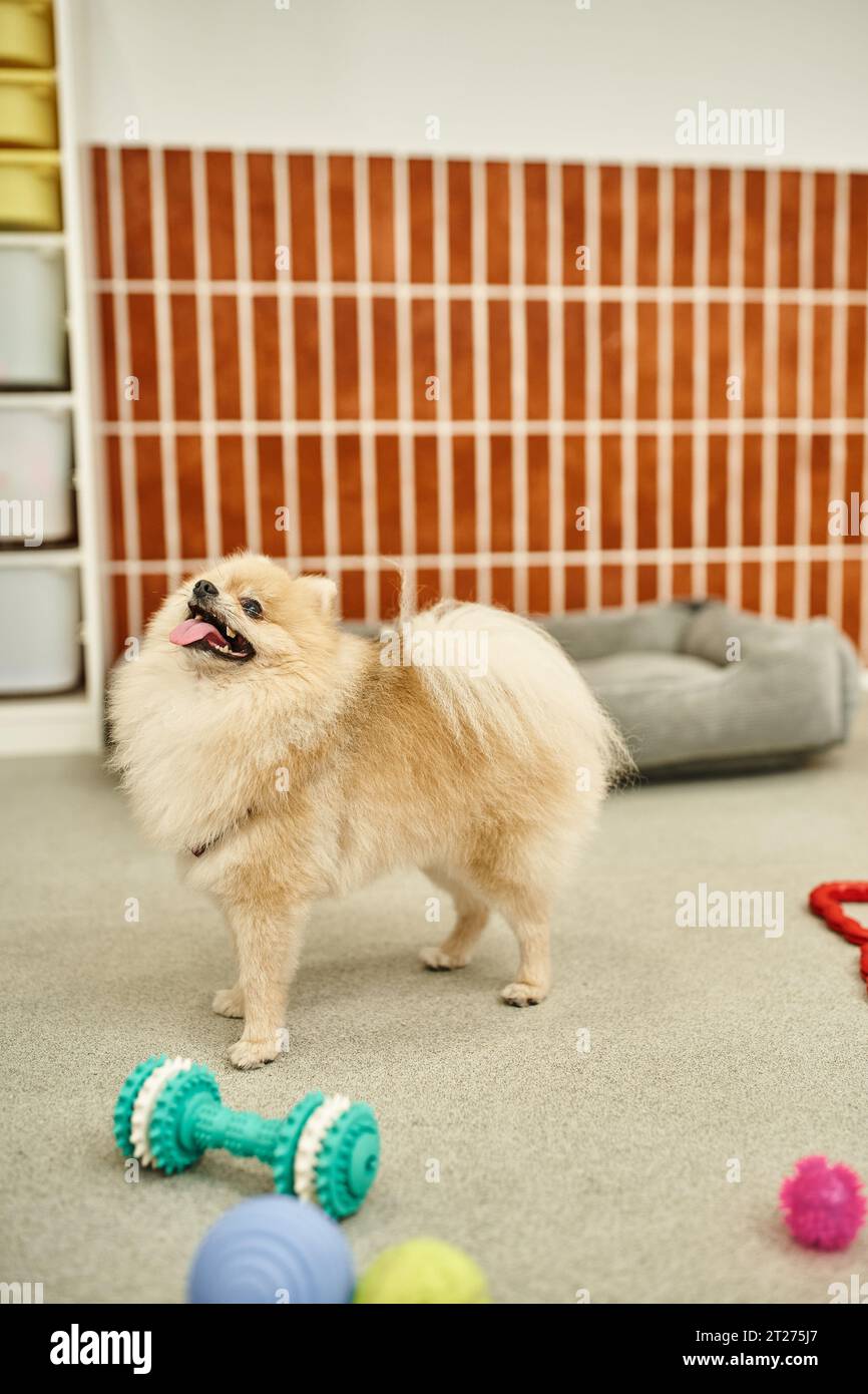 funny pomeranian with tongue out standing near toys in welcoming pet hotel, pet-friendly concept Stock Photo