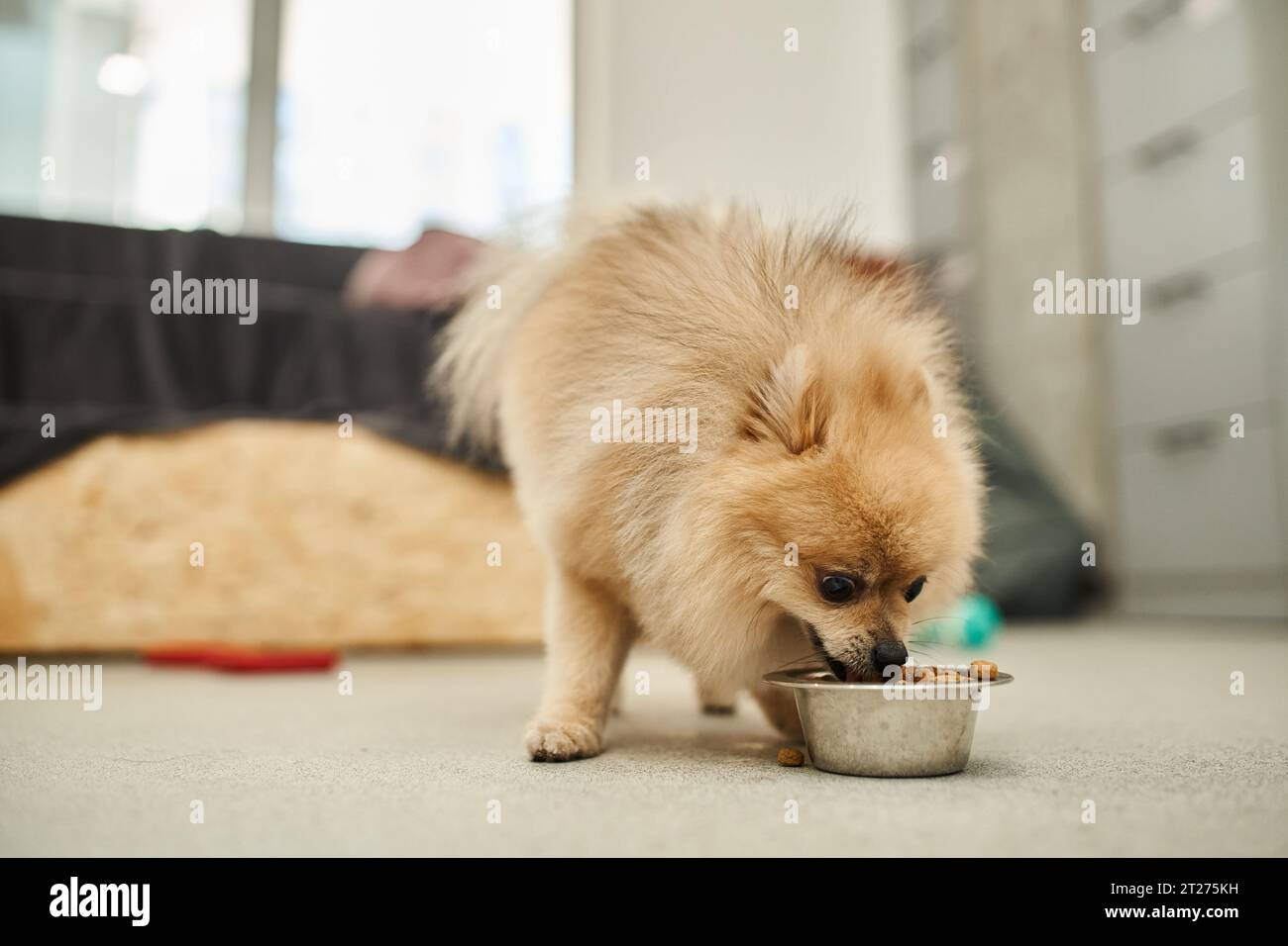 feeding time in pet hotel, loveable and fluffy pomeranian spitz eating