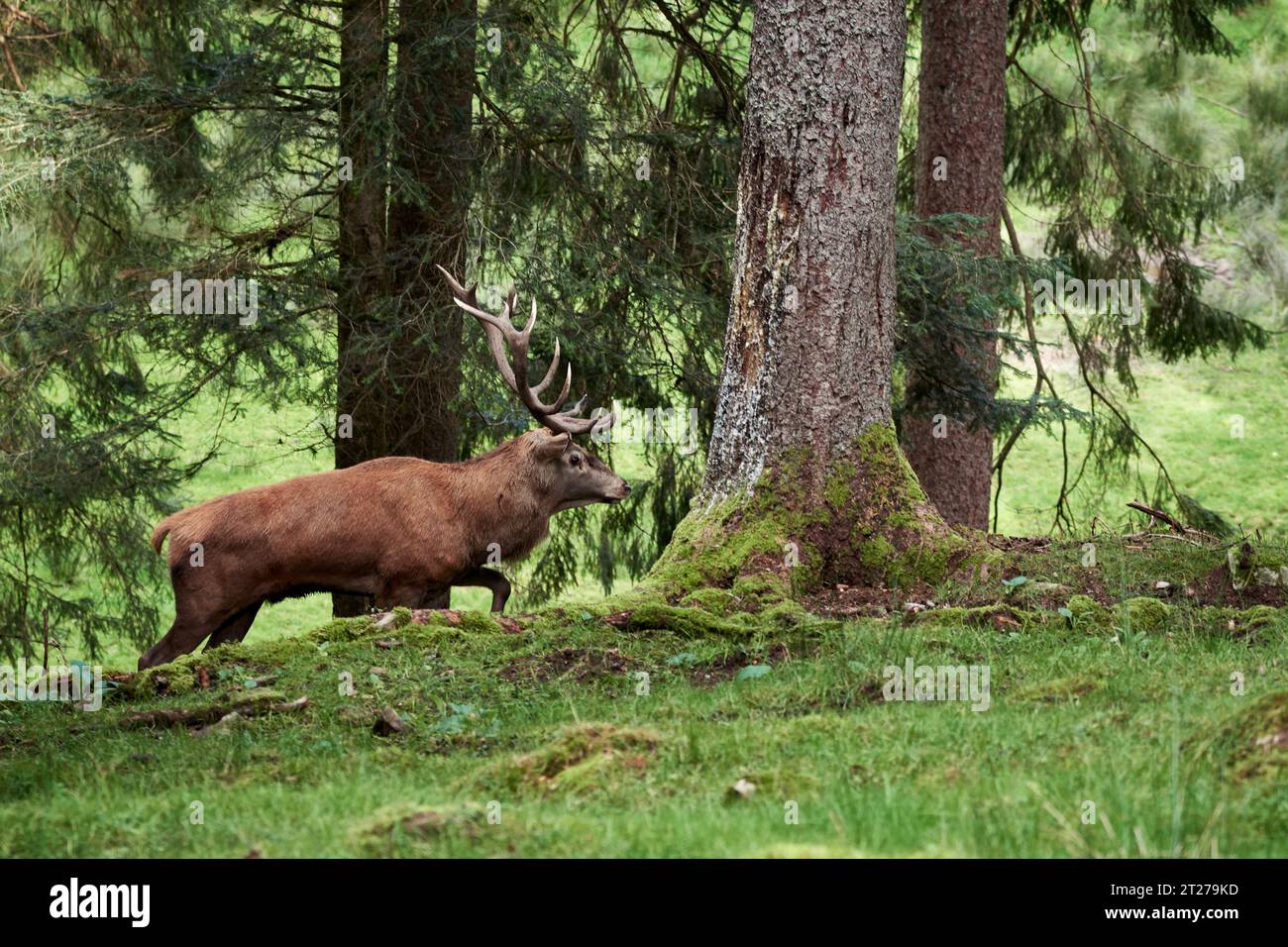 Side view of a male red deer (Cervus elaphus) roaming freely in the forest Stock Photo