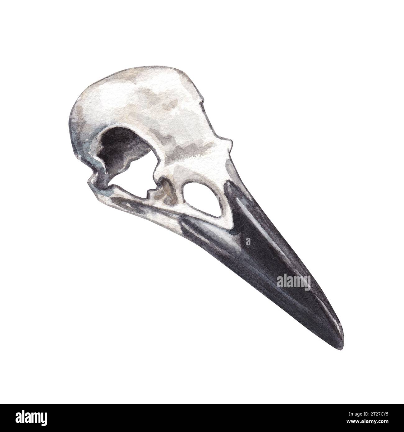 Raven skull. Watercolor hand drawn illustration of an old bird skull ...