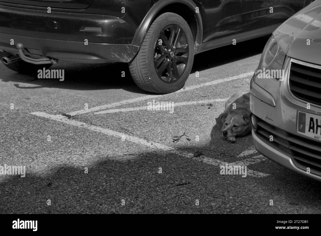 An old dog rests in a car park. Stock Photo