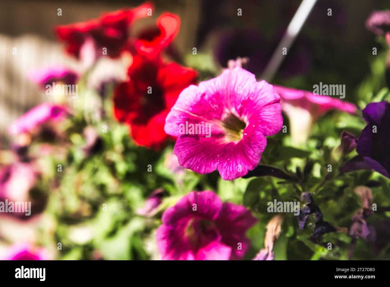 Beautiful Surfinia flowers in all colours Stock Photo