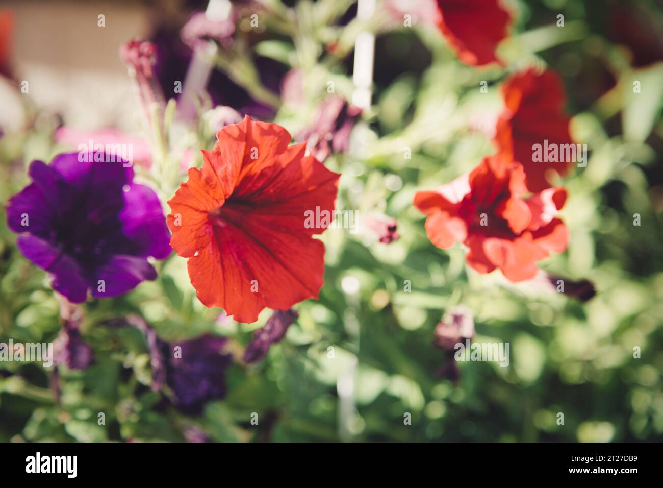 Beautiful Surfinia flowers in all colours Stock Photo