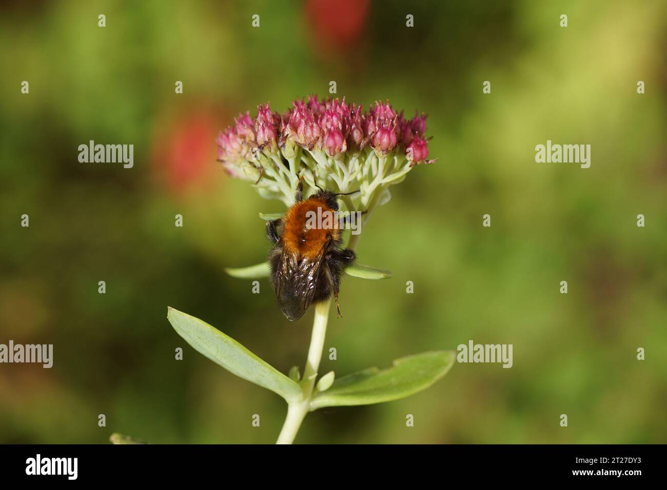 Common carder bee (Bombus pascuorum) family Apidae. On flowers orpine (Hylotelephium telephium), stonecrop family, orpine family (Crassulaceae), Stock Photo