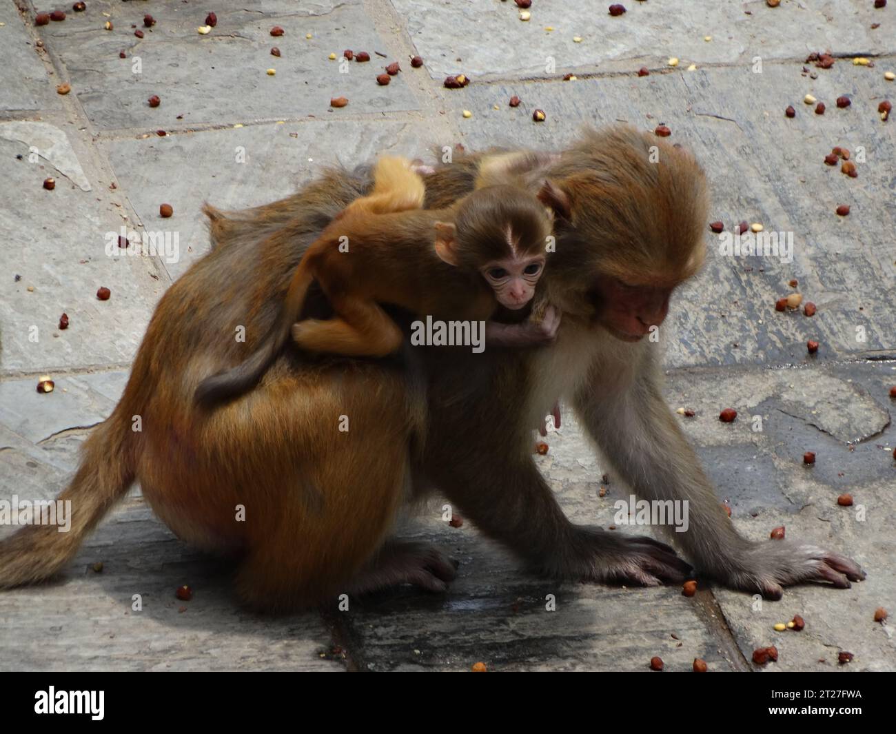 A family of primates in their natural habitat Stock Photo - Alamy