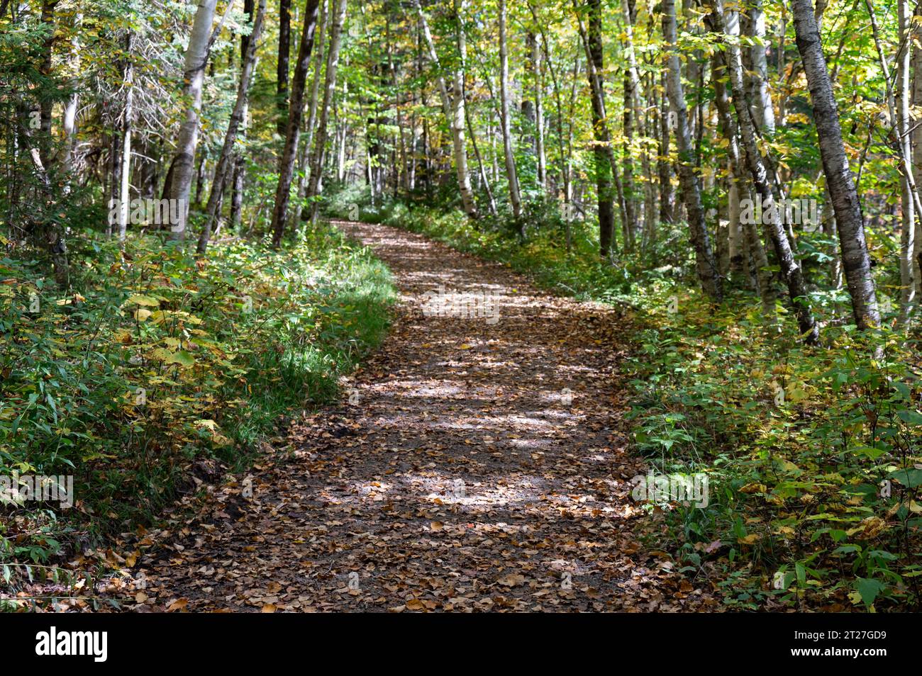 The Sacandaga River trail in the Adirondack Park in Speculator, NY USA