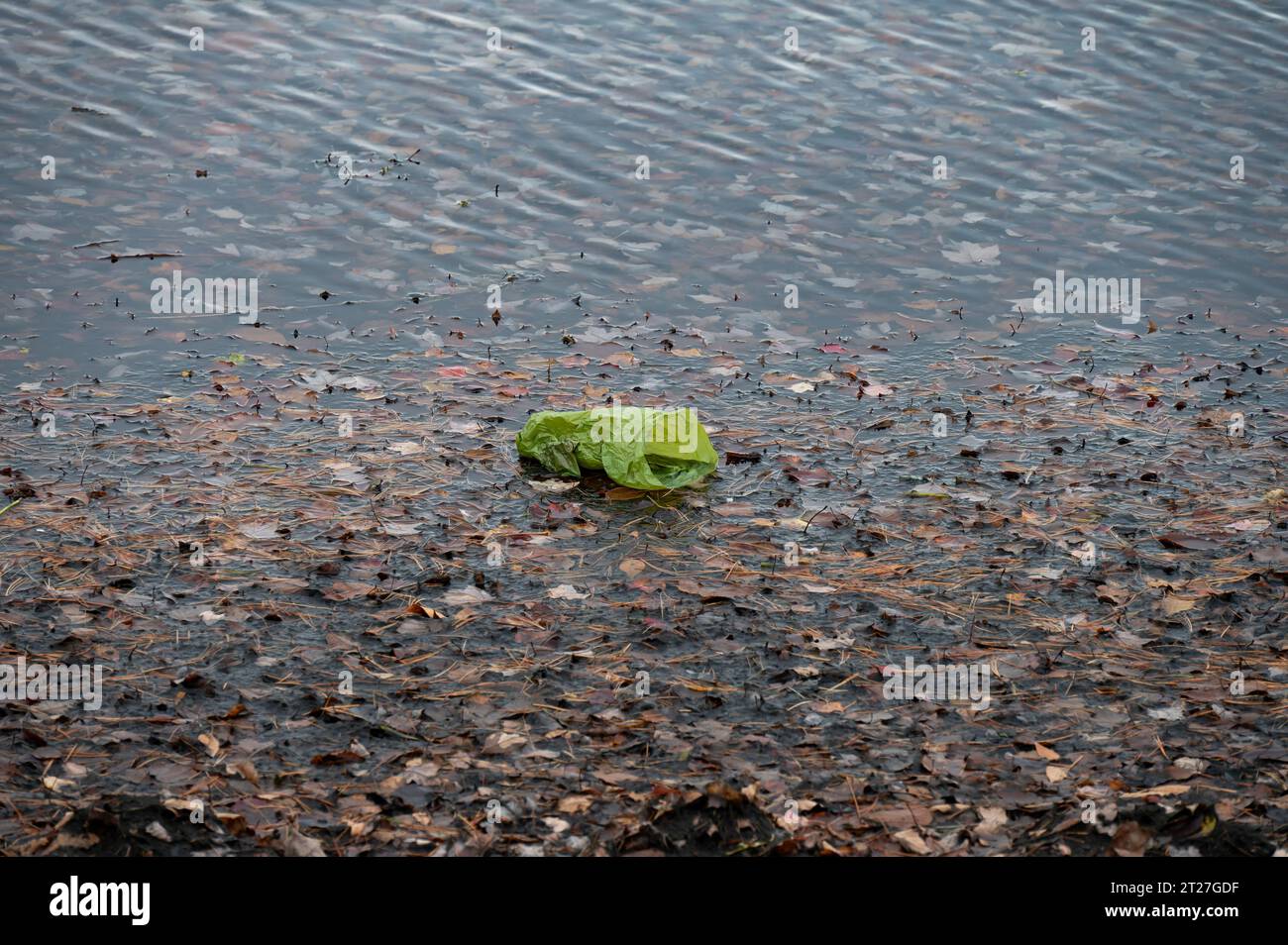 A green plastic bag washing up on shore in the autumn leaves on Lake Pleasant in Speculator, NY, USA Stock Photo