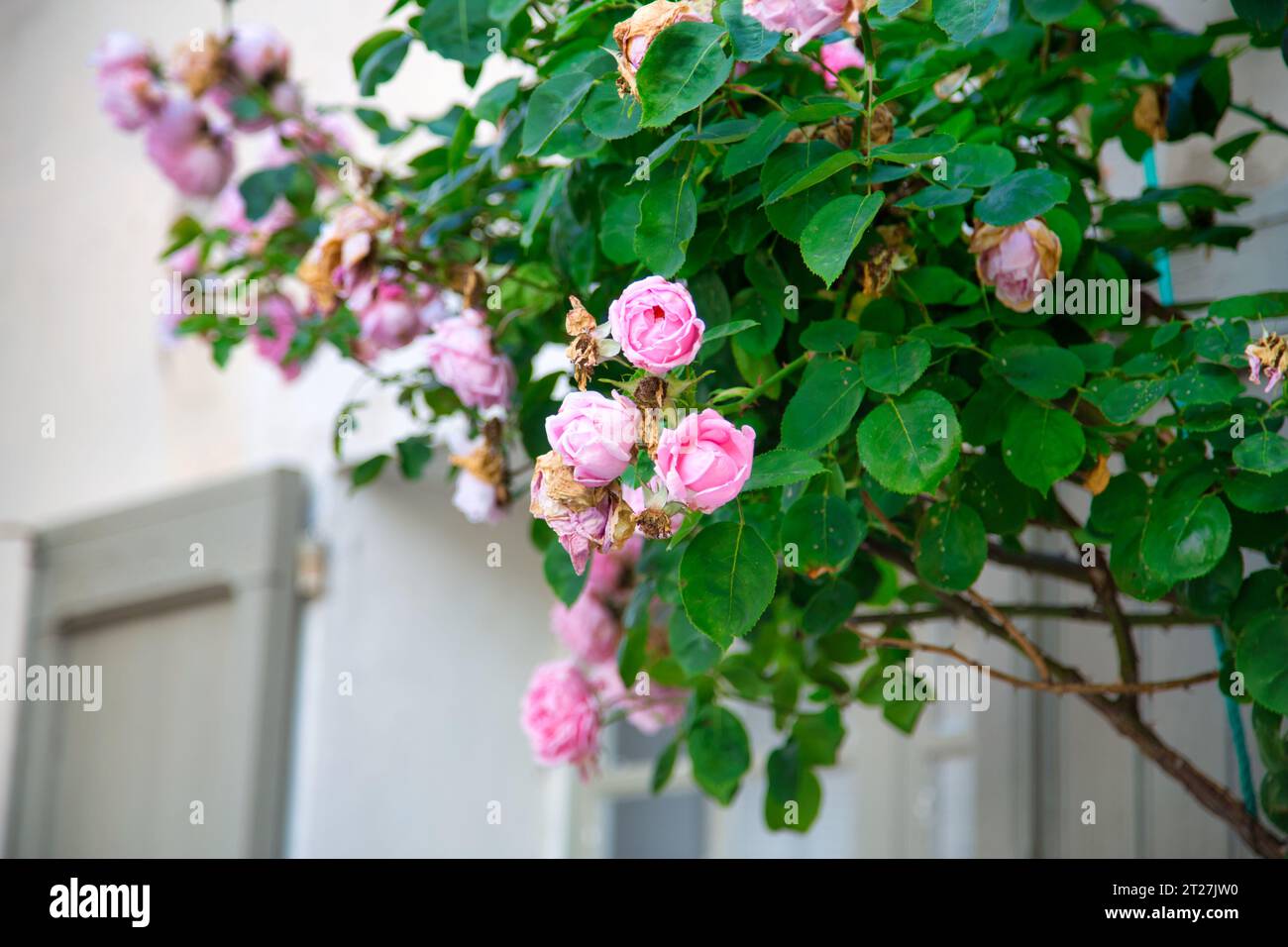 beautiful rosaroe climbing roses also known under the name 'rosa macrantha' Stock Photo