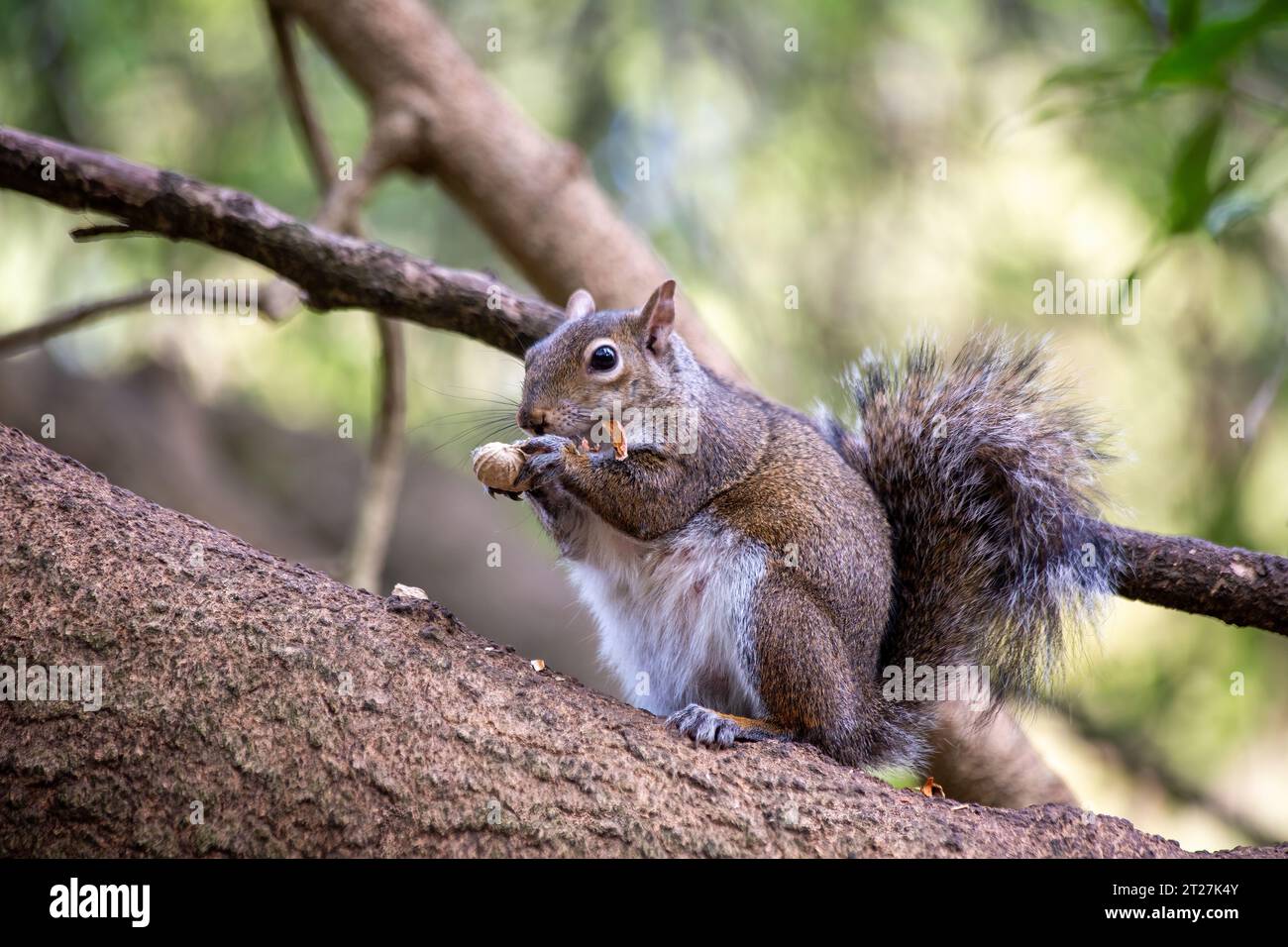 The western gray squirrel is a tree squirrel native to the western ...