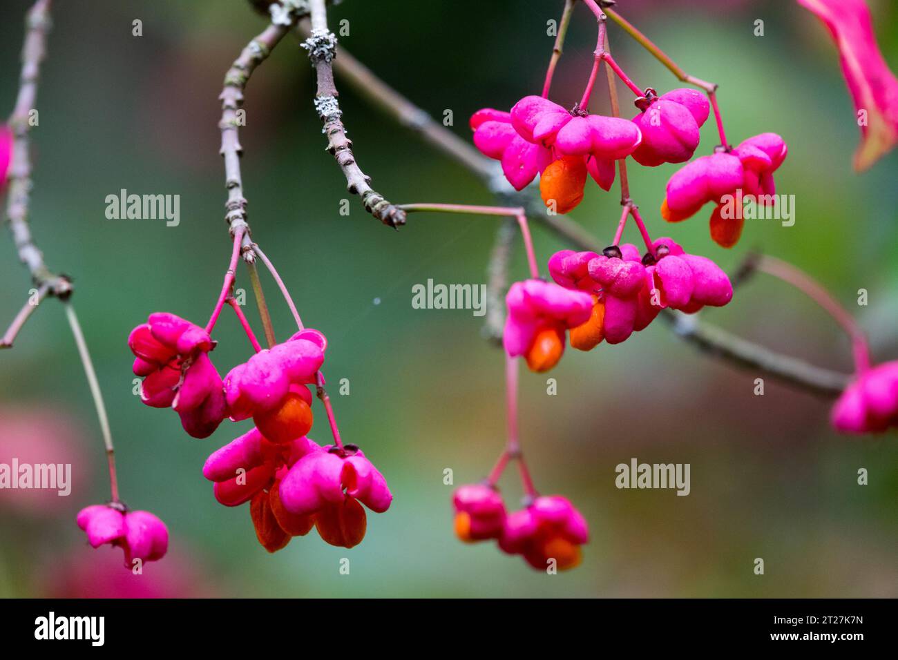 Spindle berries, Euonymus europaeus 'Red Cascade', Red, Pink, Seeds on branch Plant Stock Photo