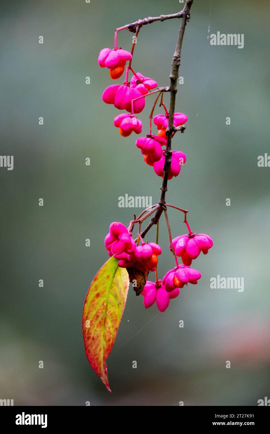 Spindle Tree, Branch, Shrub, fruits, in, Euonymus europaeus 'Red Cascade' Stock Photo