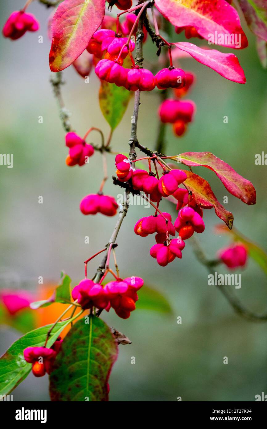 Spindle berries, Euonymus europaeus 'Red Cascade', Autumn, fruits, Pink, Seeds Euonymus 'Red Cascade' on branches Stock Photo