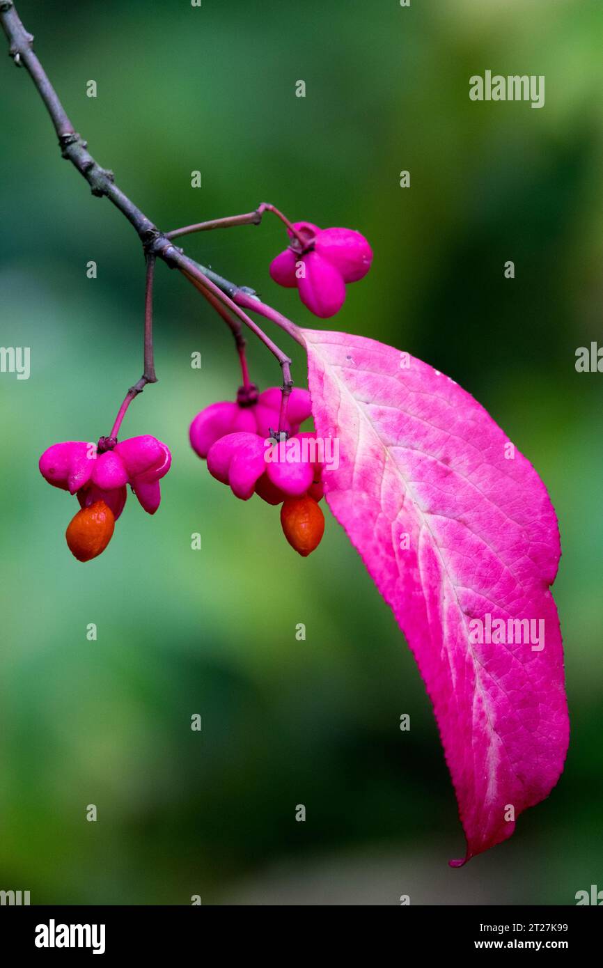 Spindle berries, Branch, Leaf, Pink, Euonymus europaeus 'Red Cascade' Stock Photo