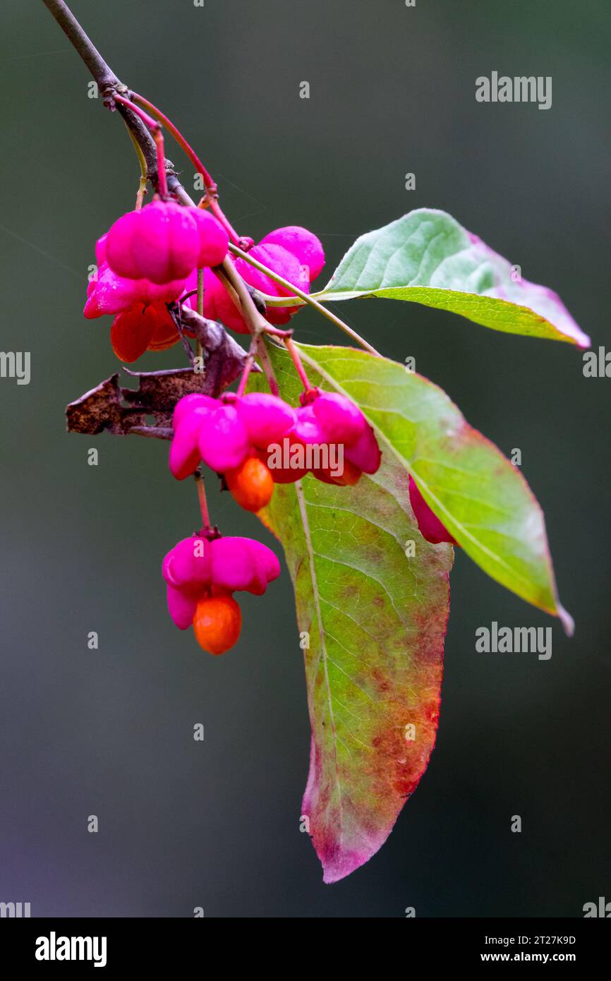 October, fruits, Plant, Spindle Tree, Euonymus Stock Photo