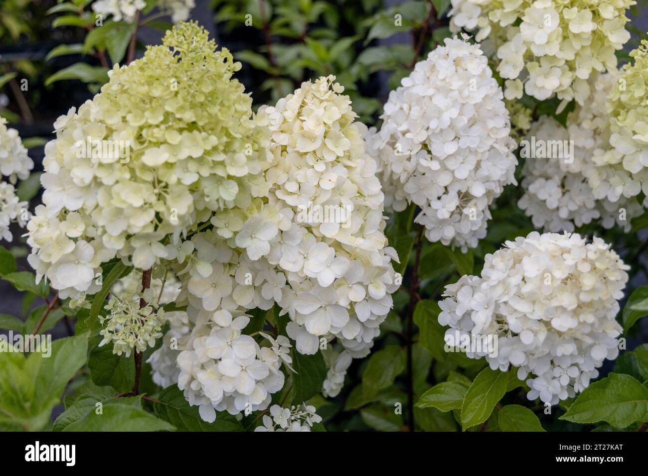 Close up white hydrangea paniculata flower hi-res stock photography and ...