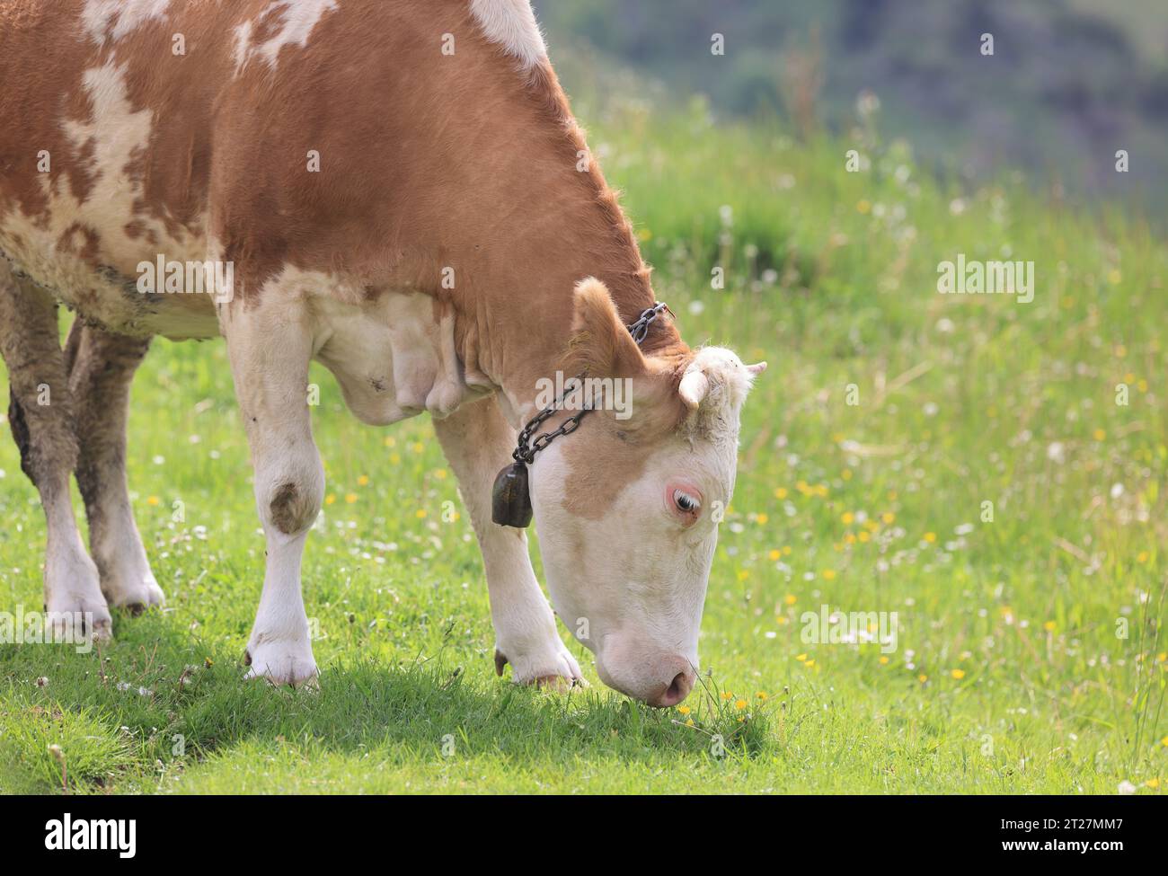 Europe cow old romanian traditonal hi-res stock photography and images -  Alamy