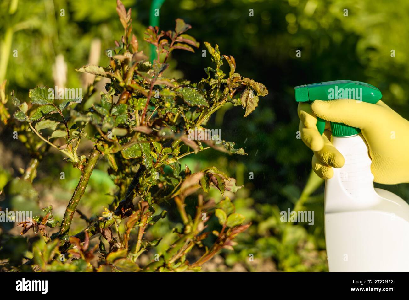 Treatment of roses from pests, aphids and fungi. Remedy for roses from