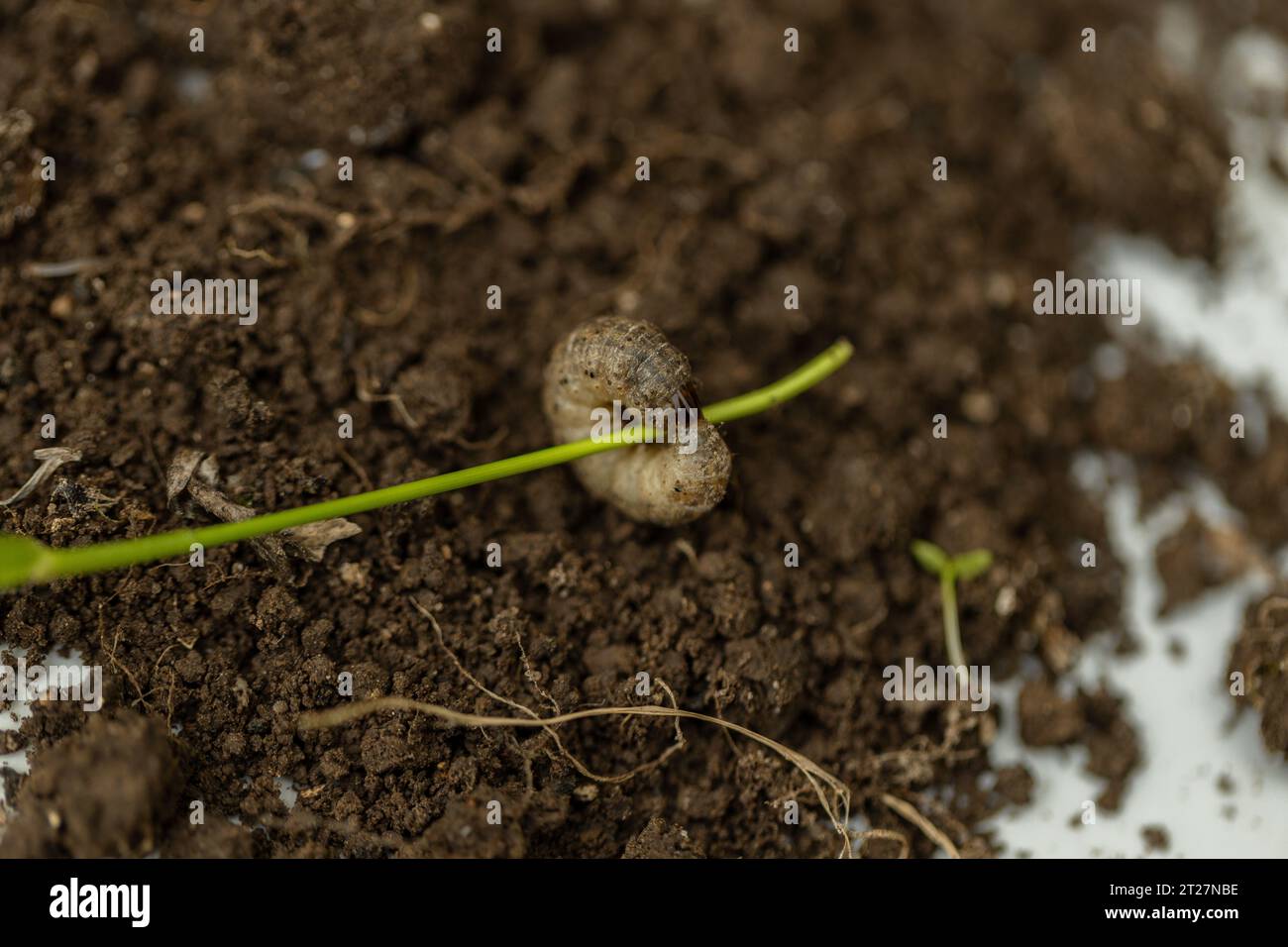 Winter pest insect pest Agrotis segetum Stock Photo - Alamy