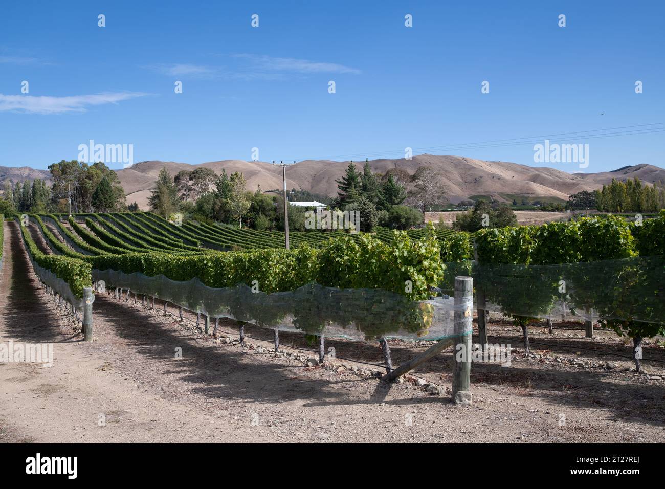 Sauvignon Blanc, Marlboruogh vineyards, South Island, New Zealand Stock Photo