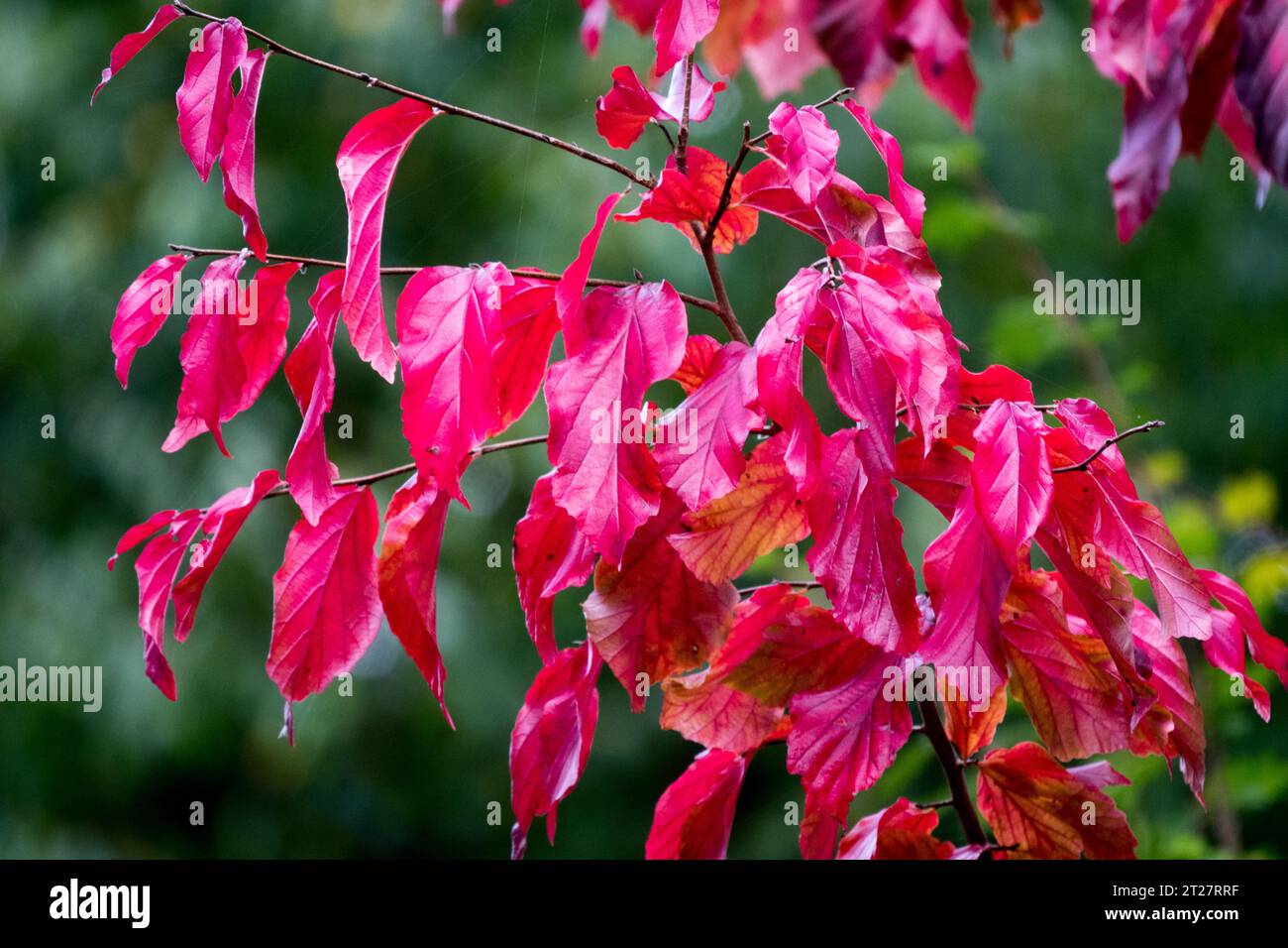 Persian Ironwood, Parrotia persica, Persian Witch Hazel, Red, Persian Ironwood, Foliage, Garden, Irontree, leaves in Autumn Stock Photo