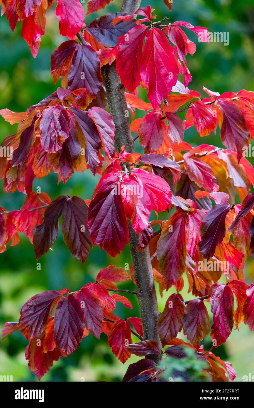 Persian ironwood, Parrotia persica, Irontree in excellent autumn colour Stock Photo