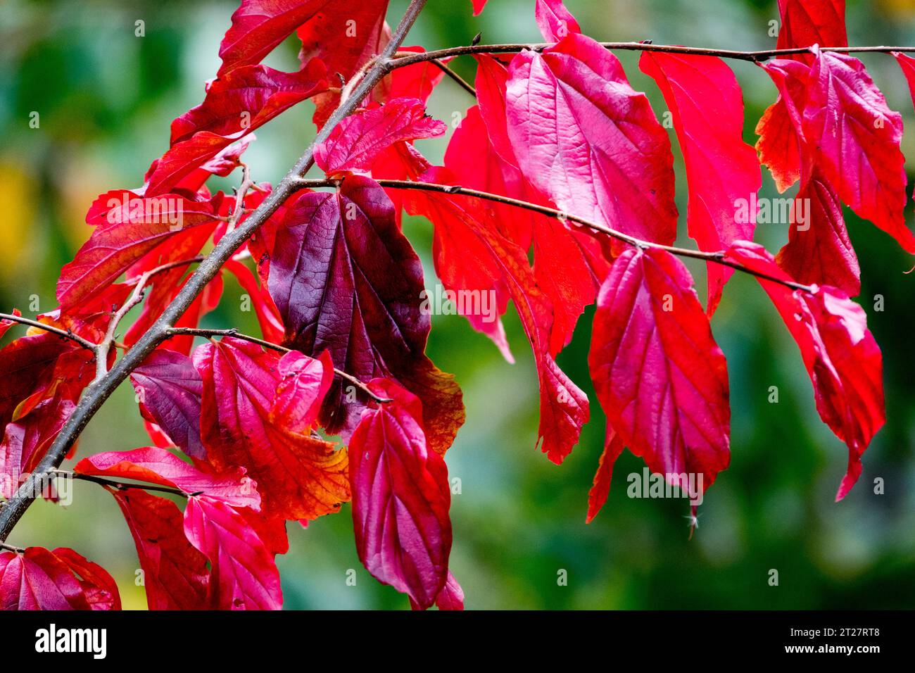 Red leaves autumn Parrotia persica "Bella" Stock Photo