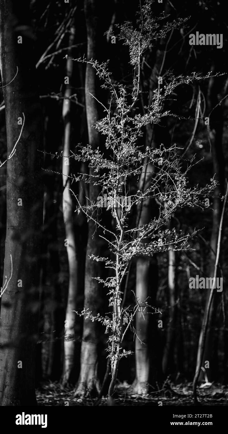 Sunlit tree leaves Black and White Stock Photos & Images - Alamy