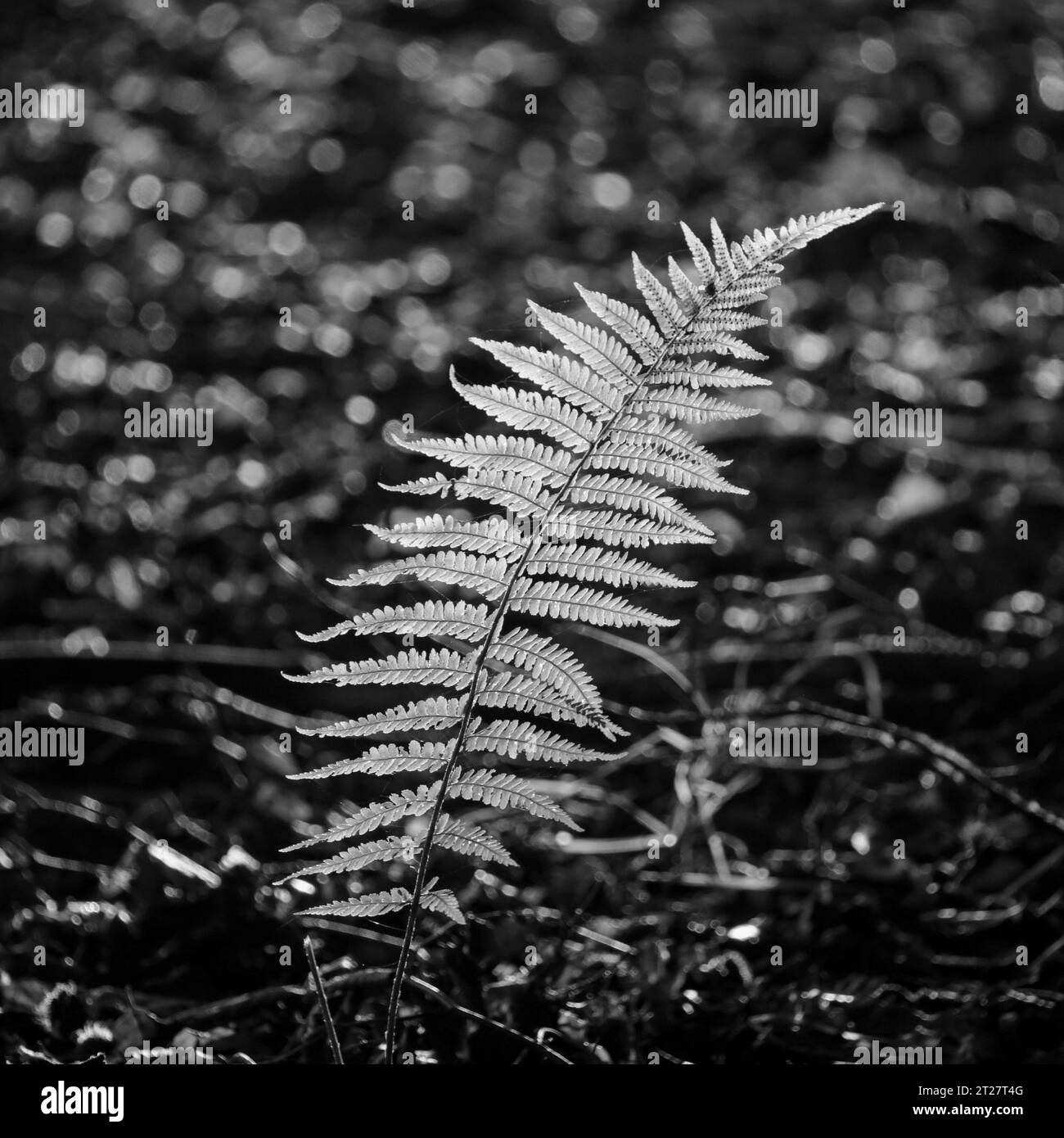 Sunlit tree leaves Black and White Stock Photos & Images - Alamy