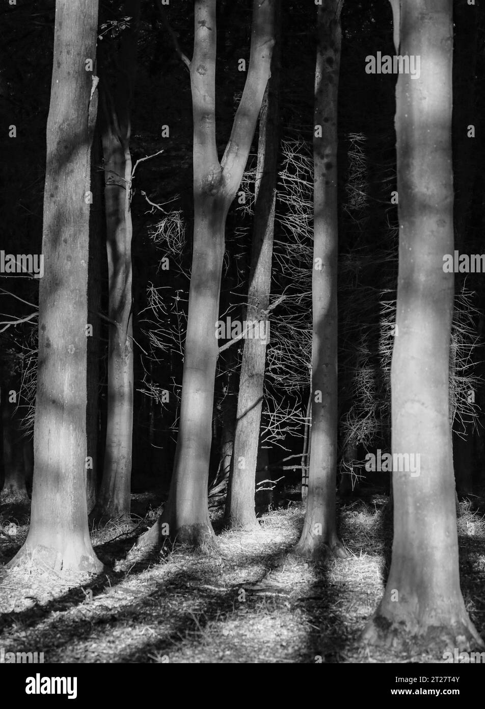 Sunlit tree leaves Black and White Stock Photos & Images - Alamy