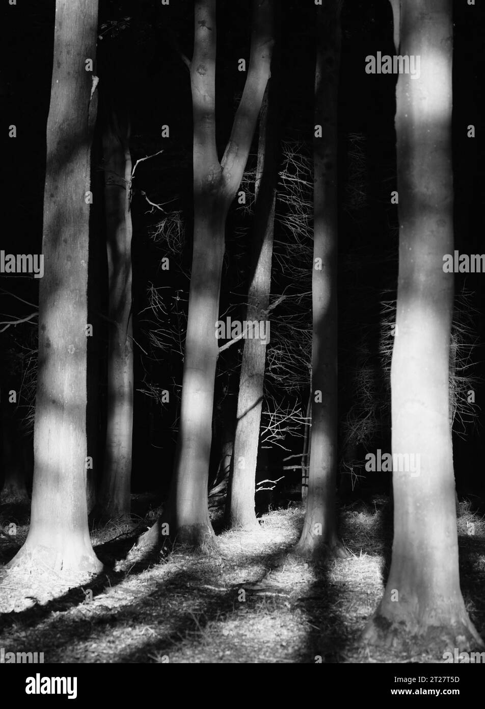 Sunlit tree leaves Black and White Stock Photos & Images - Alamy