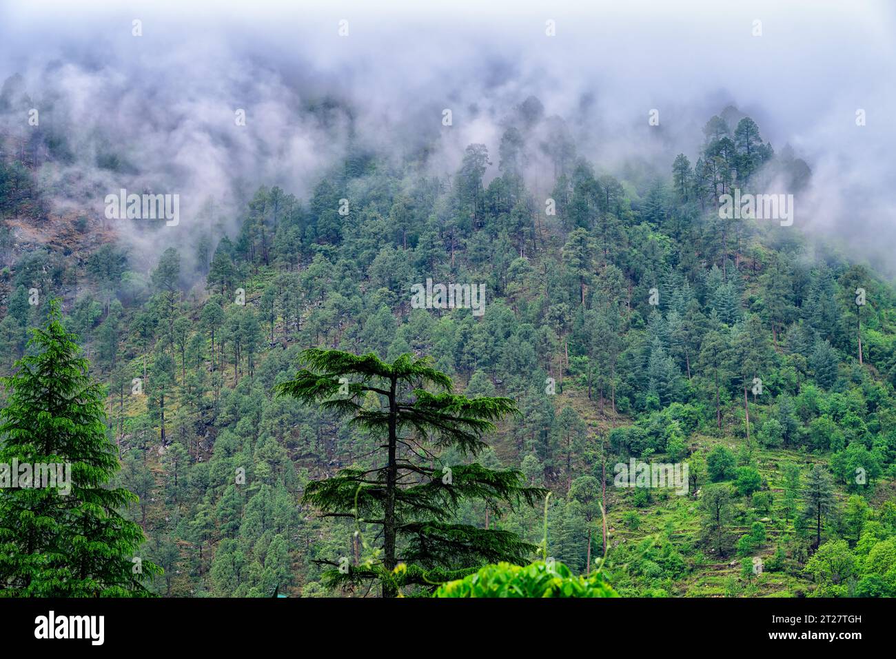 Early morning clouds on the mountainside at Gone Fishing cottages in the Tirthan Valley Stock Photo