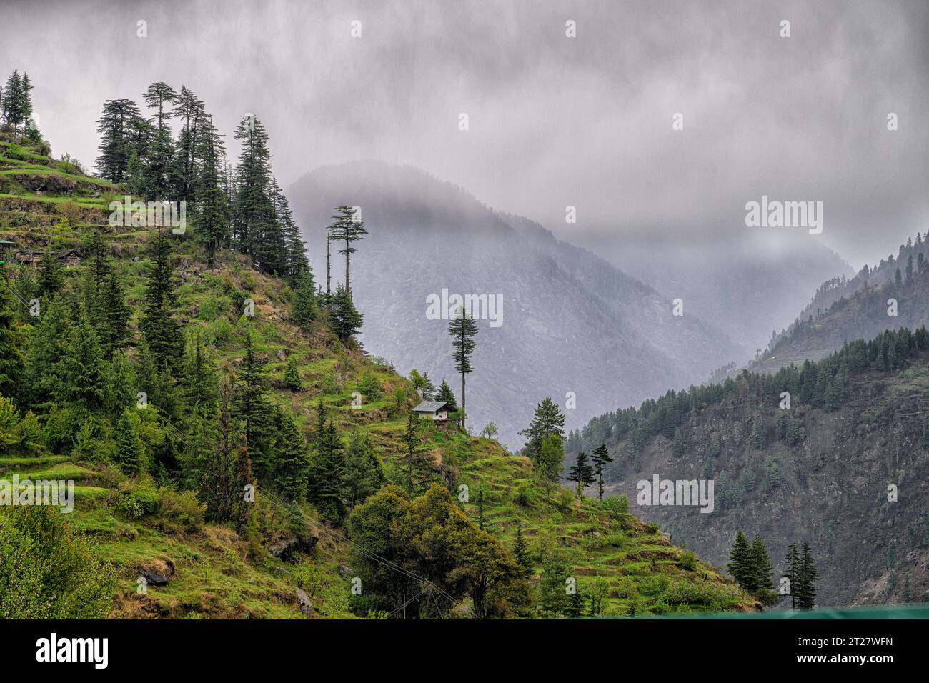Himalayan cedar trees growing on the mountainside near Sarchi hamlet in Himachal Pradesh, India Stock Photo