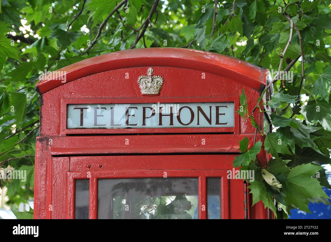 The upper section of a traditional British red telephone booth framed by lush green maple leaves. Stock Photo