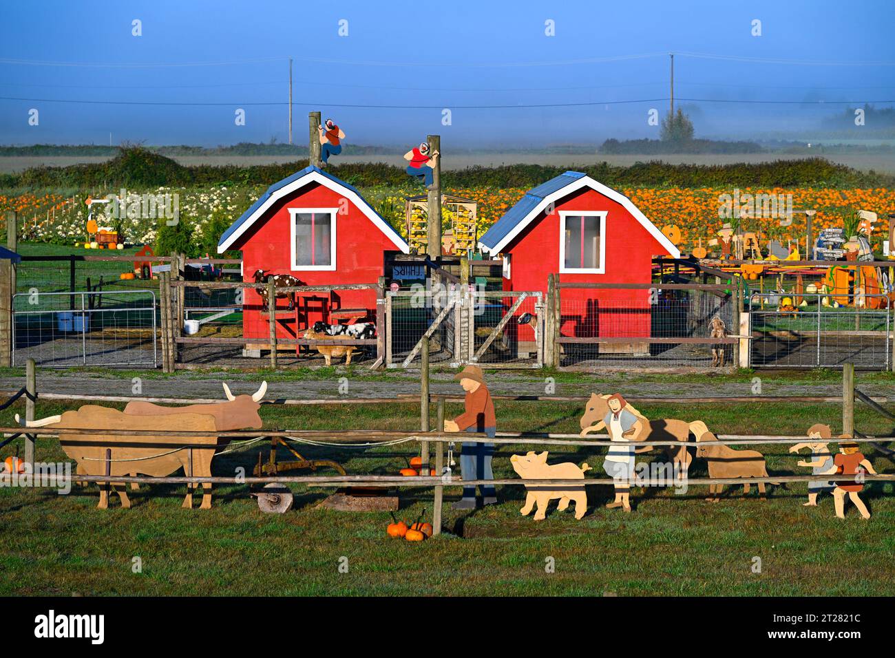 Laity Pumpkin Patch, Maple Ridge, British Columbia, Canada Stock Photo
