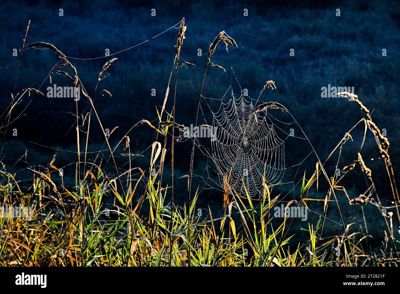 Spider web in grasses Stock Photo