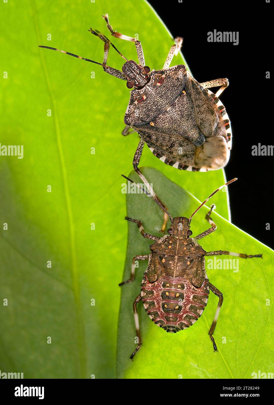 The brown marmorated stink bug (Halyomorpha halys), a winged invader from Asia that is eating crops and infesting U.S. homes, is spreading and is expected to continue to do so. Adult (top) and fifth-instar nymph (bottom). Stock Photo