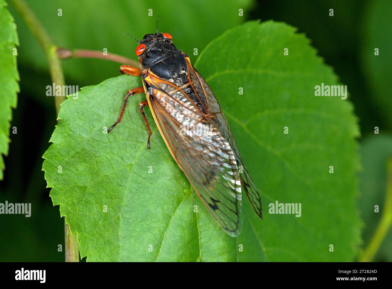 Beltsville hires stock photography and images Alamy