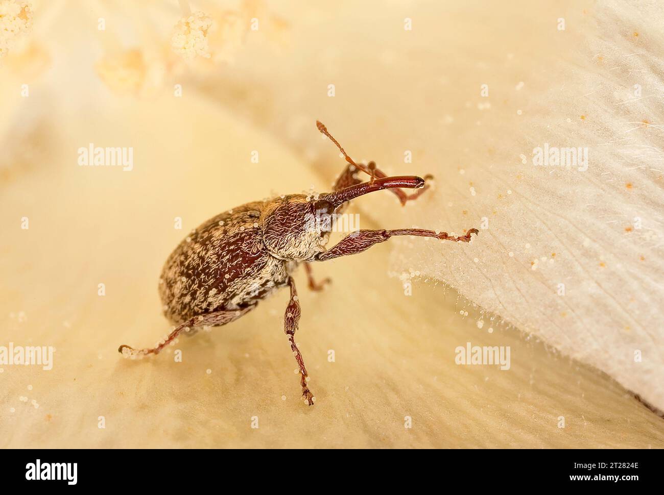 A boll weevil.  Boll weevils have cost the cotton industry $23 billion in economic losses since it moved into the United States from Mexico in the 1890’s. Stock Photo