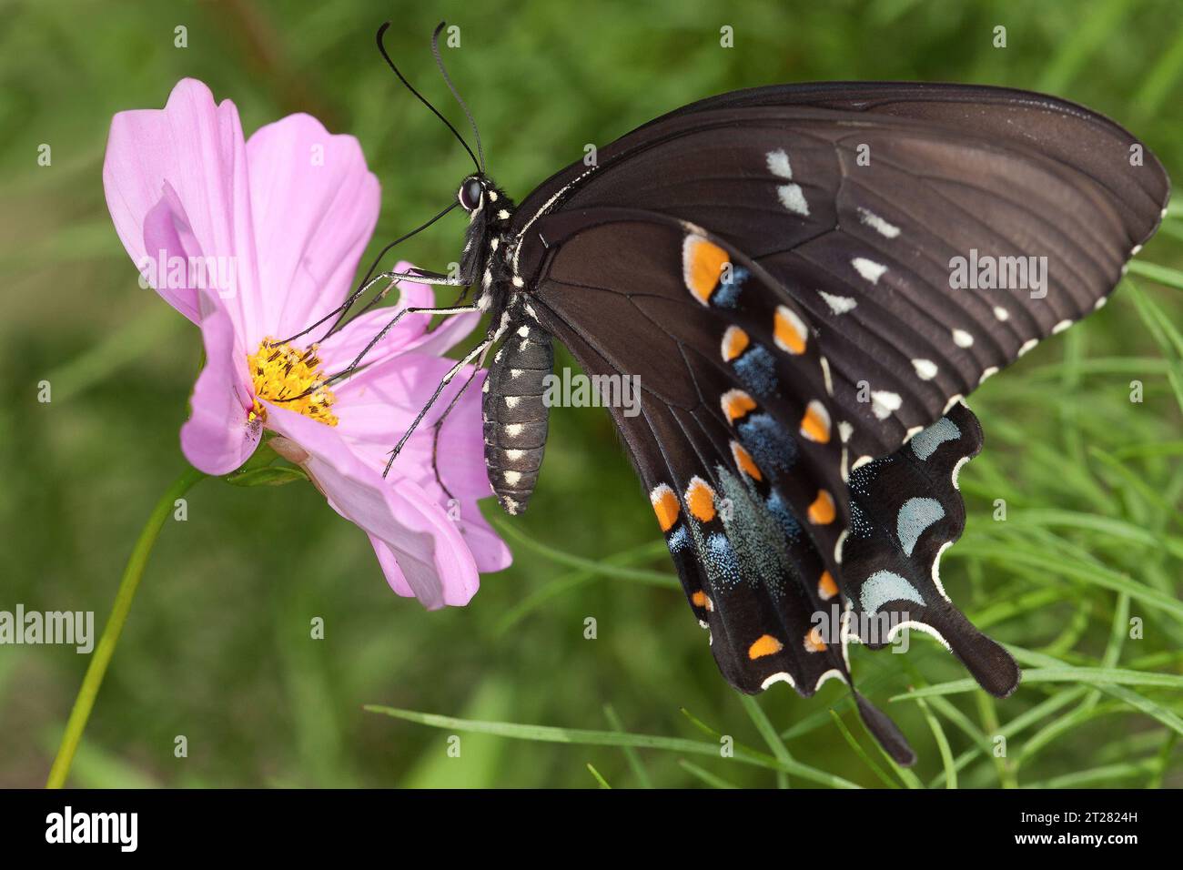 Straw like tongue hires stock photography and images Alamy