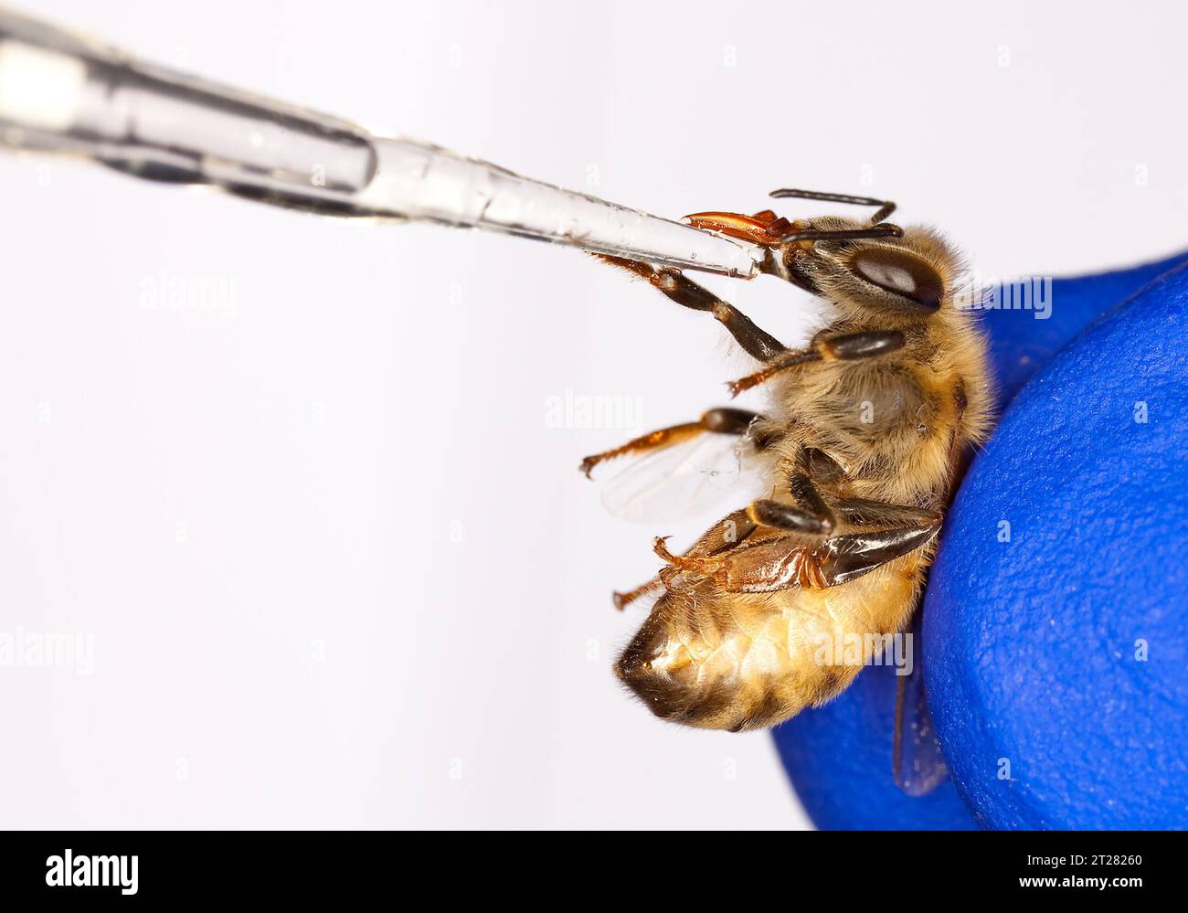 A honey bee being inoculated with Nosema to determine bee infection rates and immune responses. Scientists and others have been working for years to try to solve the puzzling honey bee syndrome known as “colony collapse disorder.” Stock Photo