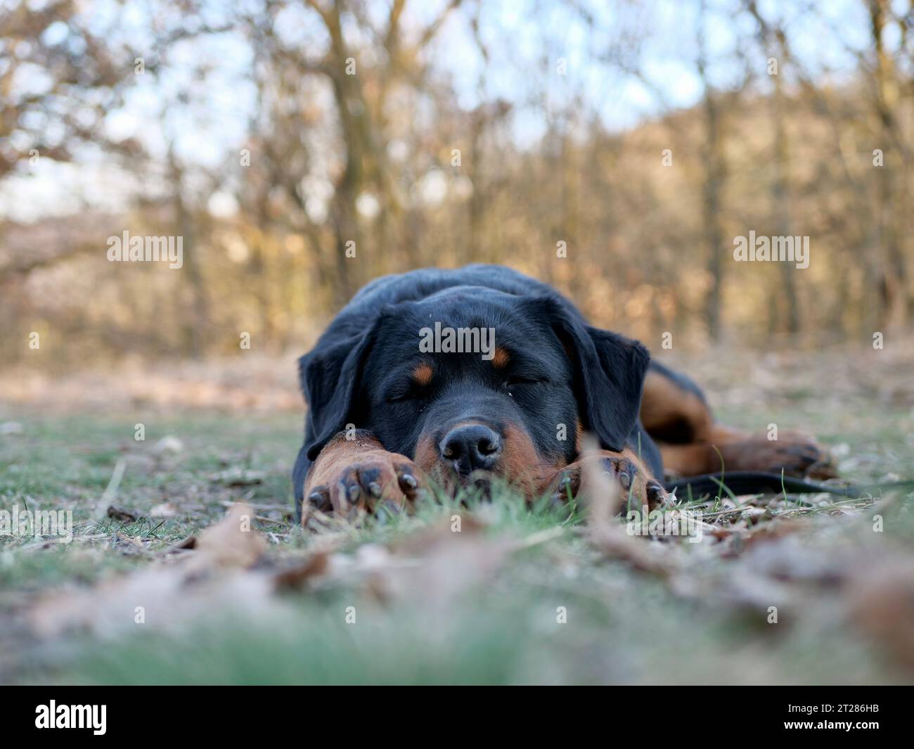 Rottweiler puppy sleeping Stock Photo Alamy